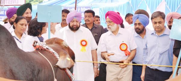 Capt. Amrinder Singh, Chief Minister of Punjab and Vice Chancellor visited the stalls in Pashu Palan Mela (21-09-2019)